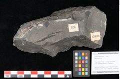 Foto (Objekt + Etikett) von Blechnum sp.  (NHMW-GEO-2024-0188-10530)
